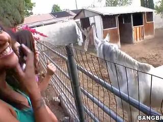 Piščanci sesanje pri na konj farma film